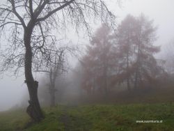Nebelschwaden am frühen Morgen